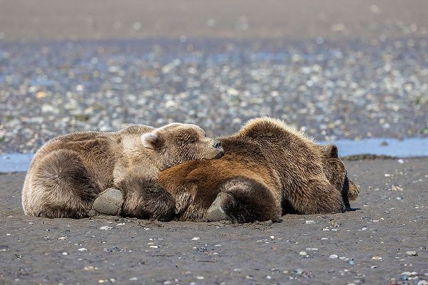 Jones, Adam 아티스트의 Female grizzly bear with second year cub sleeping on her back-Lake Clark National Park작품입니다.